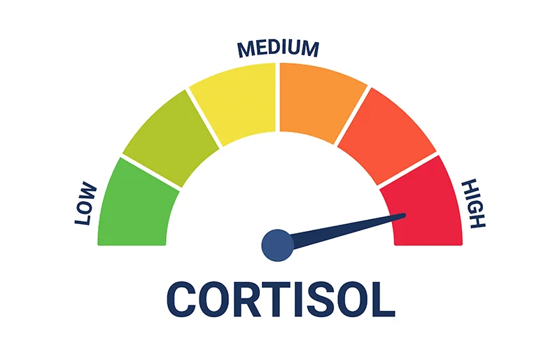 Can Stress and Cortisol Really Affect Weight Loss?